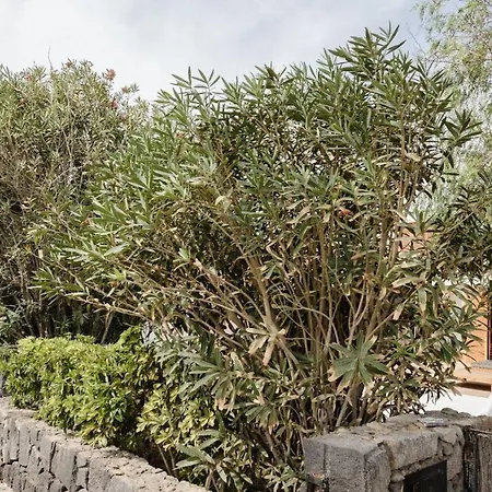 Frente Al Mar Golf Piscina 度假居 圣米格尔德阿沃纳